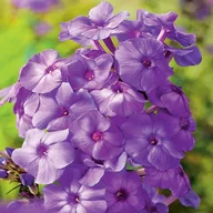 Nasiona i cebule - Phlox Płomyk Wiechowaty Fioletowy 1 szt byliny - miniaturka - grafika 1