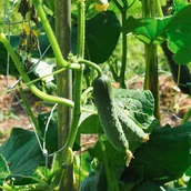 Nasiona i cebule - Plantico Ogórek Gomes F1 - miniaturka - grafika 1