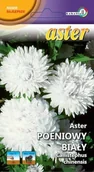 Nasiona i cebule - Aster peoniowy biały 1g / L / - miniaturka - grafika 1