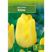 Nasiona i cebule - Tulipa - Tulipan Triumph Yellow 5Szt. - miniaturka - grafika 1