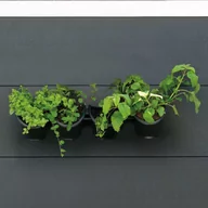 Donice - Nature Wertykalny ogród na zioła/kwiaty Outsideliving - miniaturka - grafika 1