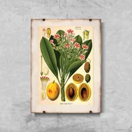 Plakaty - Plakat vintage do salonu Botaniczny nadruk Apocyaceae - miniaturka - grafika 1