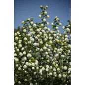 Sadzonki drzew krzewów - kalina koralowa 'Roseum' - miniaturka - grafika 1