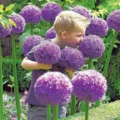 Nasiona i cebule - Allium Czosnek polski Globemaster 1 szt. 26/+ cebule cebulki Kwiat Gigant - miniaturka - grafika 1