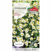 Nasiona i cebule - Nasiona Rumianek pospolity, Matricaria chamomilla 0,5 g - Torseed - miniaturka - grafika 1