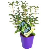 Kwiaty doniczkowe - Jagoda kamczacka, wys.60 cm, don.2 l - miniaturka - grafika 1