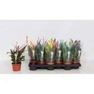 Kwiaty doniczkowe - Skrzydłowkiat malowany D510 mix - miniaturka - grafika 1