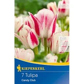 Nasiona i cebule - Cebule tulipanów Mehrblütige Tulpe Candy Club - miniaturka - grafika 1