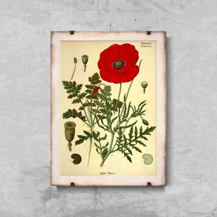 Retro plakat Botaniczny nadruk czerwony mak - Plakaty - miniaturka - grafika 1