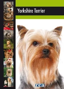 Yorkshire terrier - Poradniki hobbystyczne - miniaturka - grafika 1