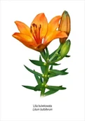 Pomoce naukowe - Tablica A4 Lilia bulwkowata - Koliber - miniaturka - grafika 1