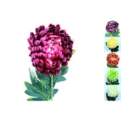 Sztuczne kwiaty - Chryzantema 75 cm mix kolorów - miniaturka - grafika 1