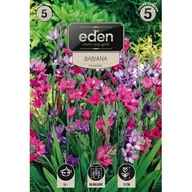 Nasiona i cebule - Babiana Kew Hybrids 5 sztuk Eden - miniaturka - grafika 1