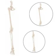 Akcesoria medyczne - Model kończyny dolnej człowieka ze stawem biodrowym Erler Zimmer - miniaturka - grafika 1