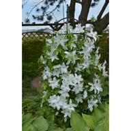 Kwiaty doniczkowe - Powojnik wielkokwiatowy ekstra 90 cm don. 2 l - miniaturka - grafika 1