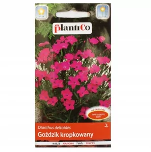 Nasiona Goździk Kropkowany Czerwony 0,5g PlantiCo - Nasiona i cebule - miniaturka - grafika 1