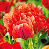 Nasiona i cebule - Tulipan Lodowy Gudoshnik Double 5 szt Tulipany cebulki tulipanów - miniaturka - grafika 1