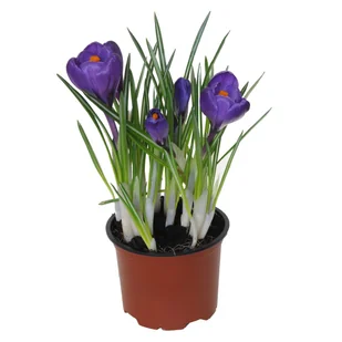 Krokus Szafran 15cm - Nasiona i cebule - miniaturka - grafika 1