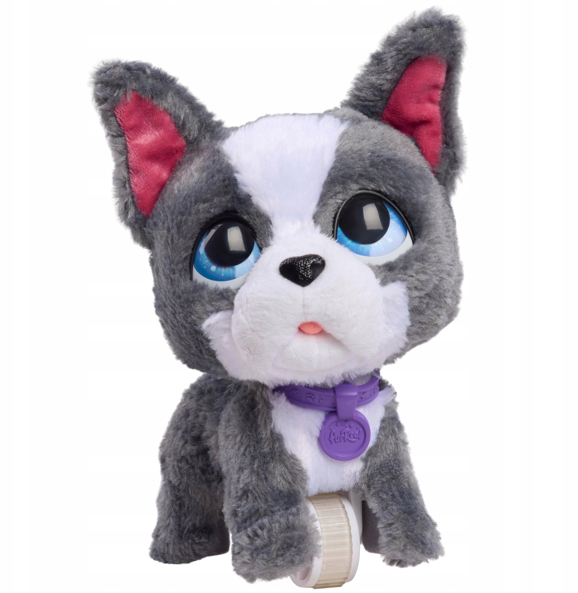 Hasbro FRF Buldog francuski na smyczy 81617