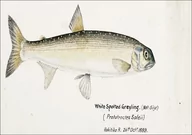 Plakaty - Antique fish White Spotted Greyling, F. E. Clarke - plakat 42x29,7 cm - miniaturka - grafika 1