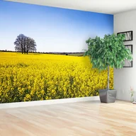 Fototapety - Fototapeta Pole rzepaku - miniaturka - grafika 1