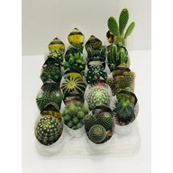 Kwiaty doniczkowe i cięte - Kaktus GIRO don.6,5 cm - miniaturka - grafika 1