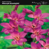 Nasiona i cebule - Gladiolus Byzantinus Mieczyk Bizantyjski 10 szt - miniaturka - grafika 1