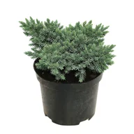 Sadzonki drzew krzewów - Jałowiec blue star don. 2 l - miniaturka - grafika 1