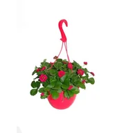 Kwiaty doniczkowe - Truskawki w wiszącej donicy - miniaturka - grafika 1