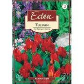 Nasiona i cebule - Tulipan botaniczny Van tubergen's variety 5 sztuk Eden - miniaturka - grafika 1
