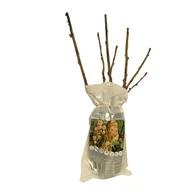 Sadzonki drzew krzewów - Krzew owocowy Balot mix - miniaturka - grafika 1