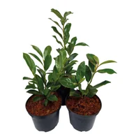 Sadzonki drzew krzewów - Laurowiśnia wys. 20-30 cm don. 2 l mix - miniaturka - grafika 1