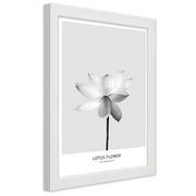 Plakaty - Plakat w ramie białej, Biały kwiat lotosu (Rozmiar 60x90) - miniaturka - grafika 1