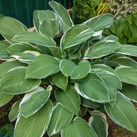Nasiona i cebule - Funkia 'Tom Schmid' (Hosta) Doniczka 2.0L Białe marginesy - miniaturka - grafika 1