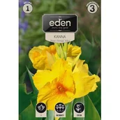 Nasiona i cebule - Kanna Pfitzer's Promose 1 sztuka Eden - miniaturka - grafika 1