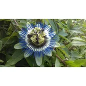 Kwiaty doniczkowe - Pnącza i krzewy niezwykłe (passiflora) - miniaturka - grafika 1