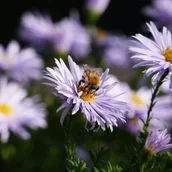 Nasiona i cebule - Aster żeniszkowaty 'Asran' (Aster amellus) Doniczka 2.0L - miniaturka - grafika 1