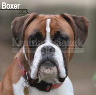 Pozostałe książki - Boxer Square Wall Calendar 2025 - miniaturka - grafika 1