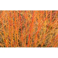 Sadzonki drzew krzewów - dereń świdwa 'Anny's Winter Orange' - miniaturka - grafika 1