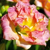 Nasiona i cebule - Hemerocallis Liliowiec Lacy Doily 1 szt. - miniaturka - grafika 1