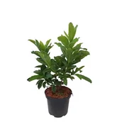 Sadzonki drzew krzewów - Azalia wielkokwiatowa mix wys. 20-40 cm don. 2 l - miniaturka - grafika 1