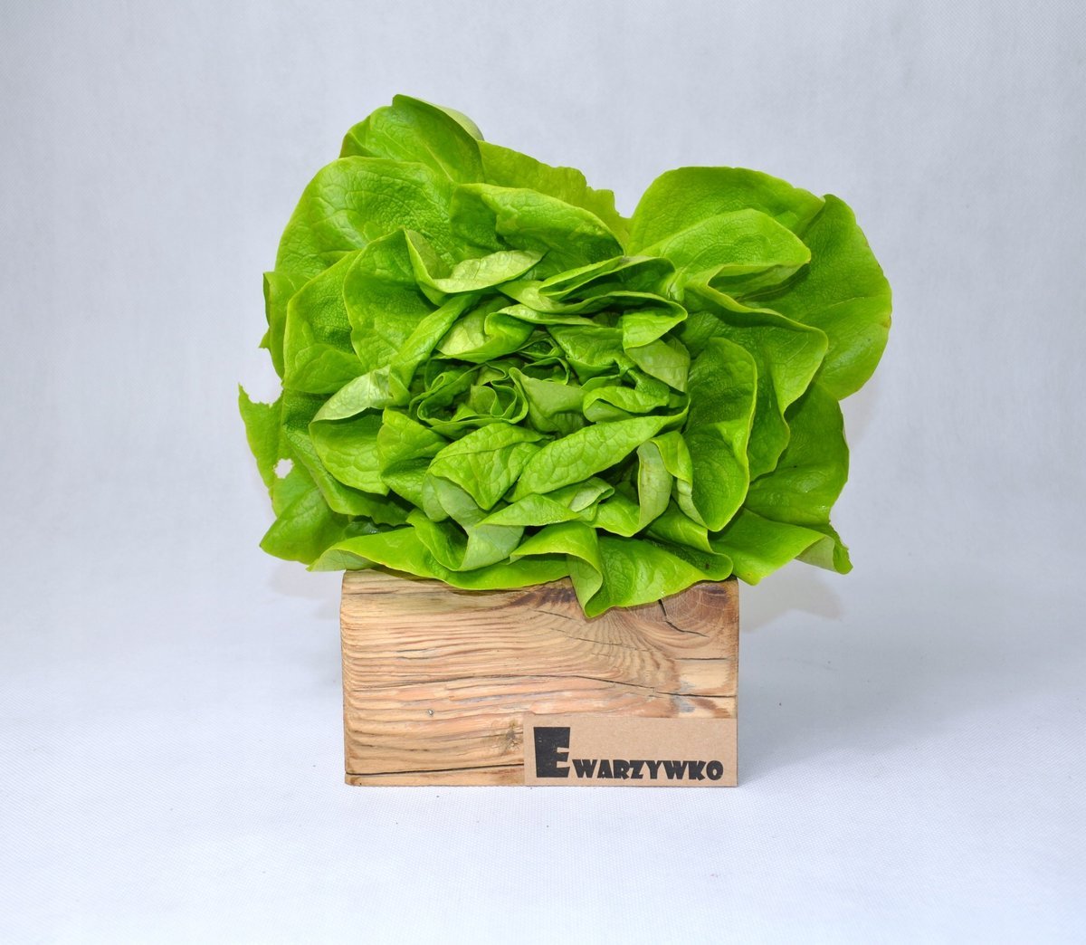 Sałata masłowa (12) Kl.I Wło 1szt