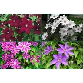 Kwiaty doniczkowe - Powojnik w odmianach wys. 60-70 cm don. 2 l - miniaturka - grafika 1