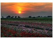 Fototapety - Oobrazy Fototapeta, Zachód słońca nad polem kwiatów, 8 elementów, 400x268 cm - miniaturka - grafika 1