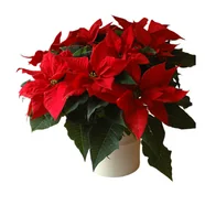 Poinsecja czerwona Maxi