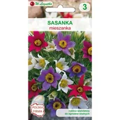 Nasiona i cebule - Sasanka zwyczajna mieszanka W.Legutko - miniaturka - grafika 1