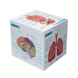 TEMU Aliwovo Kostka Edukacyjna do Nauki Anatomii Ludzkiej - 9-Częściowy Zestaw Plakatów dla Uczniów, Zawiera , Mięśnie, Szkielet i Więcej - Materiał - Inne - miniaturka - grafika 1
