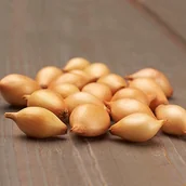 Nasiona i cebule - Cebula Zimująca Senshyu Yellow Rozmiar 8-21 0,5 kg - miniaturka - grafika 1