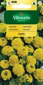 Nasiona i cebule - Aksamitka niska pełna Cupido żółta 0,5 g Vilmorin - miniaturka - grafika 1