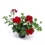 Kwiaty doniczkowe - Pelargonia bluszczolistna Kate - miniaturka - grafika 1